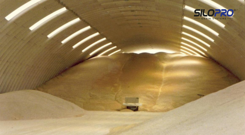 tarim1